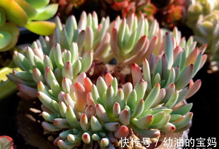 仙女杯多肉爱杜丽丝,有点冷反而适合养!选盆和配土都已帮你想好