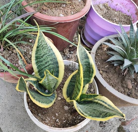 虎皮兰天冷不好养?错了,把控好这4点,谁都能养得爆盆