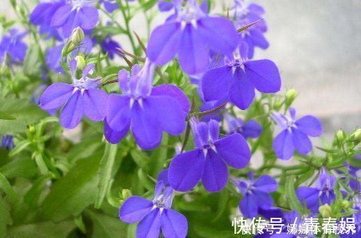 颜值|此花颜值高,开花惊艳,开花勤爱爆盆,一开大半年哦!