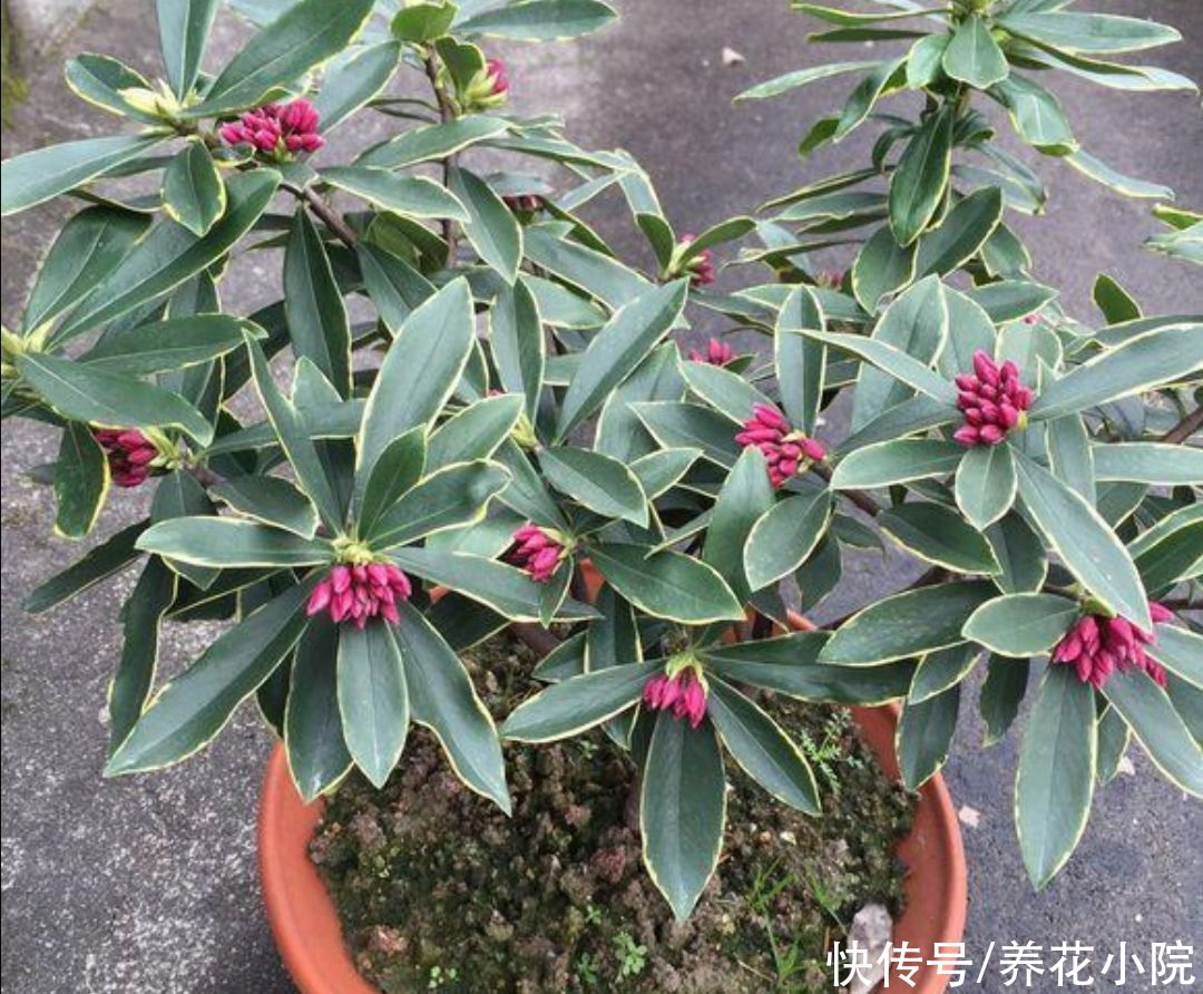 花卉|夏天6种花很怕晒，早做好遮阳，防止植株被晒伤