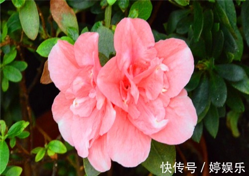 室外杜鹃花如何养教你3个养护小妙招，花开美丽满枝头