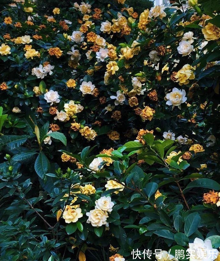 门口养棵大花树,风吹就开花,20年变成传家宝!