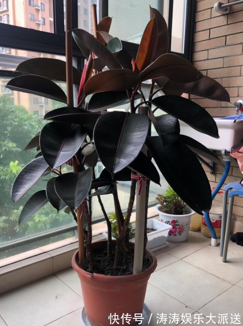 肥料|总结养花“十大问题”，只要学会，你就是养花大神