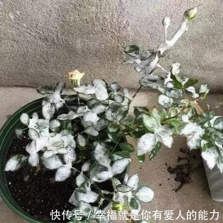 乙醇酸氧化酶|把这碗“营养液”倒在了花盆里，疯狂开花不招虫，还能冶黄叶！