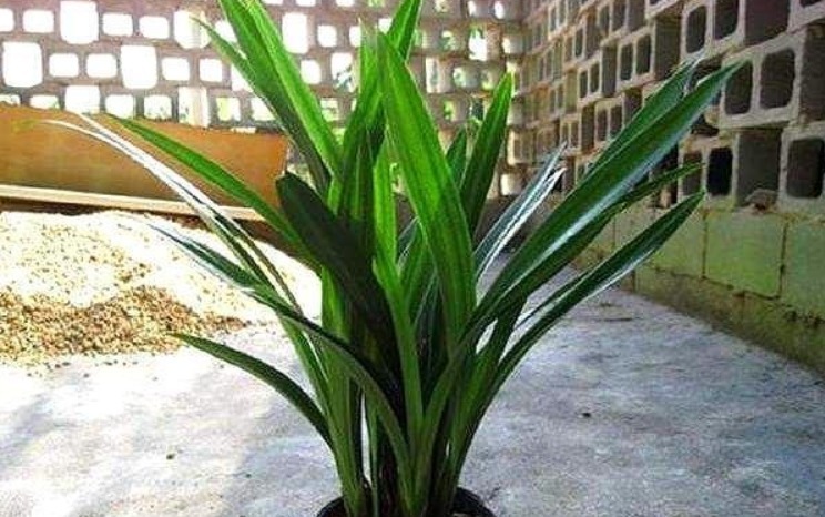 烂根的兰花长出新芽，能活吗学会这“4步”，养兰是关键