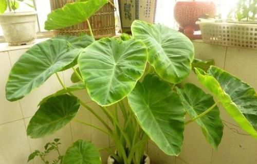 生长|滴水观音又叫千手观音,盆栽得做到4点,方能越养越旺盛