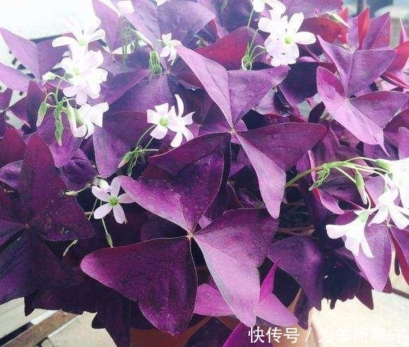 叶子像蝴蝶,一颗种子种十盆,天天开的花,猜猜这是什么花~