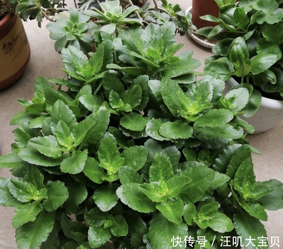 长寿花入室要“虐养”,“砍一刀”喂点水,“独苗”绽放层叠群花