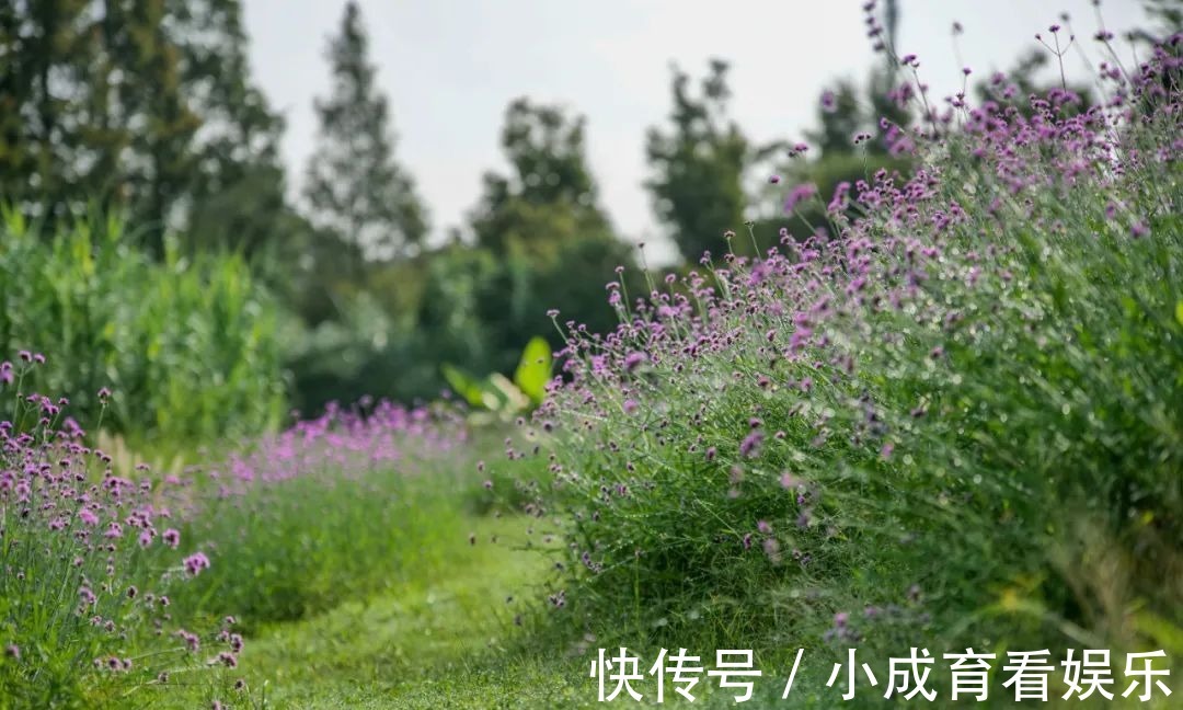 马鞭草|醉蝶花，马鞭草，地肤..