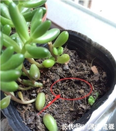 花草|养花别傻傻的“浇水”,老花匠教你一招,养什么花都可以“爆盆”