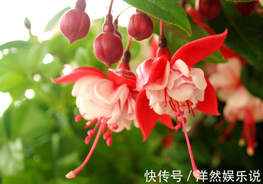 3种“垂吊”植物,美到“爆炸”,家里养一盆,看一眼都“心醉”