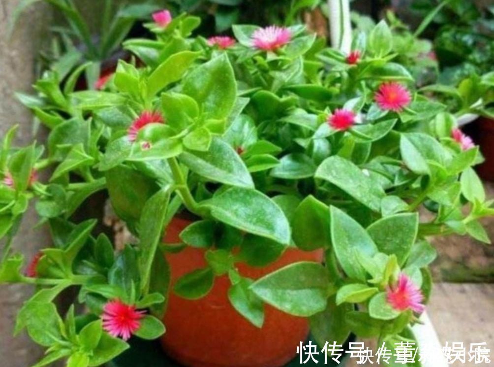 心叶日中花|4种花都叫吊兰,形态各不相同,你喜欢养哪一种呢?