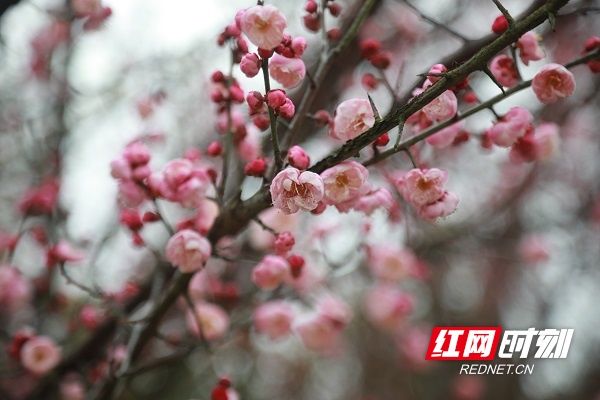 梅花|湖南新田：梅花盛开报春来（组图）