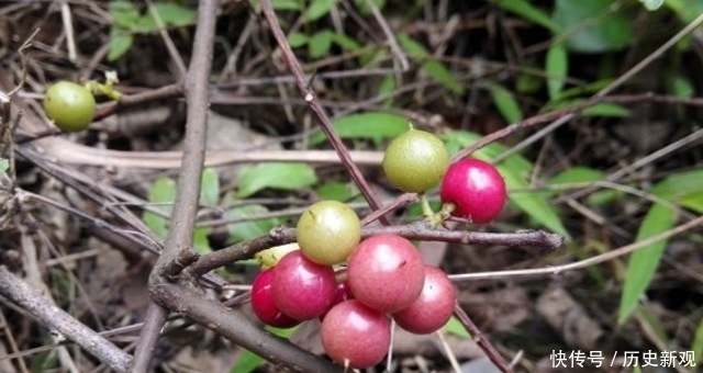 節假日|好消息:這野果成熟了,若遇節假日,請抽空采摘一些,益處很大