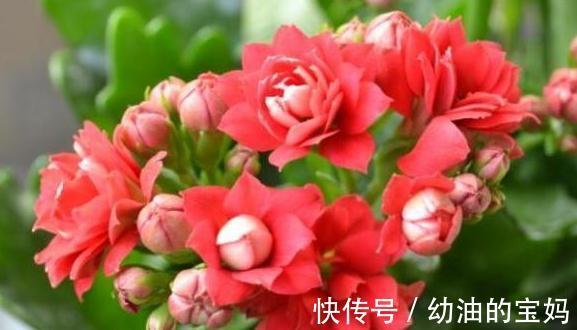 初冬养花,盆中浇3种营养液,花开又大又艳,叶油亮土疏松