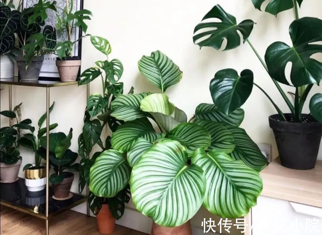 天冷了没花看，不如养6种漂亮“绿植”，美观大方还有益健康