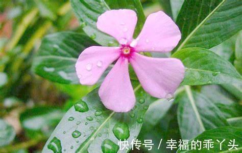 养花试试这几款，花姿美丽动人，开花时间较长