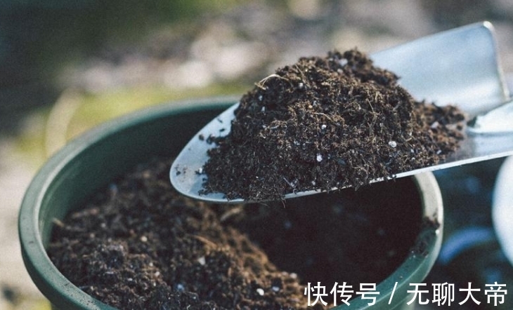 买的营养土不一定适合你,自己配土,自己找点材料,养啥旺啥