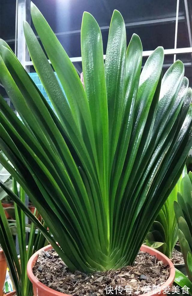 浇水|八月立秋后,轻轻“叫醒”君子兰,遵循3原则,用力别太猛