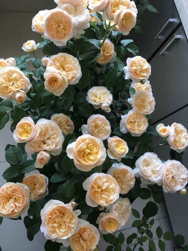 三文鱼|喜欢养花,不如养盆网球花,花色艳丽,花开密集四射如球,特别美