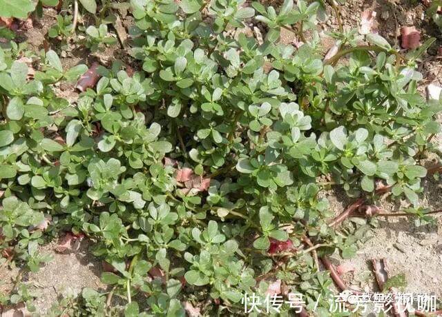 可口|1种野菜含钾高,阳台就能种,年年可摘,好吃可口!