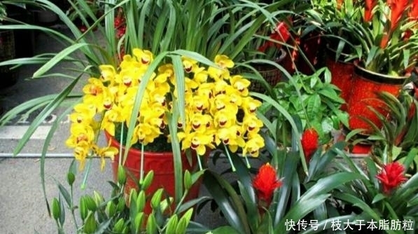 盆栽黄叶烂根问题年年层出不穷,如何办才能“治标治本”?