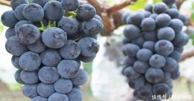  告诉大家|葡萄营养健康，然而很多人都吃错了，此点需谨记