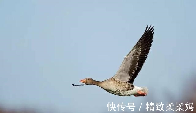 悲欢调！月下桂花老，西风起、落阶铺道，怜香唱遍悲欢调，奈何兮、情未了