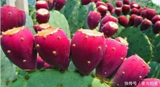 女人愛美,推薦常吃3種食物,排毒潤膚,降壓減脂,增強體質(zhì)