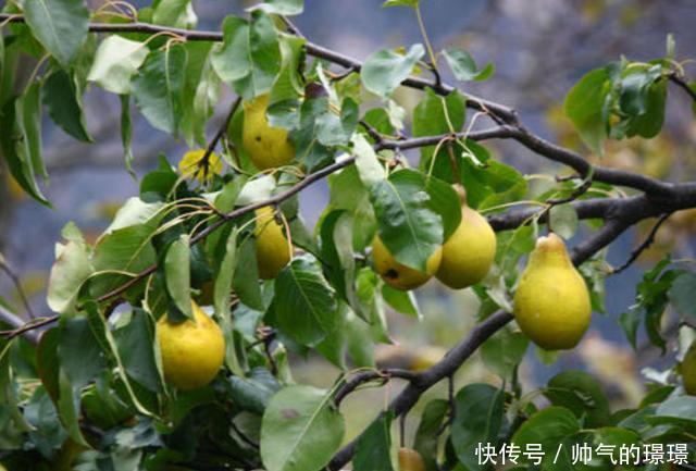 五树进宅,人穷家败,指的哪五种树,为什么这么说