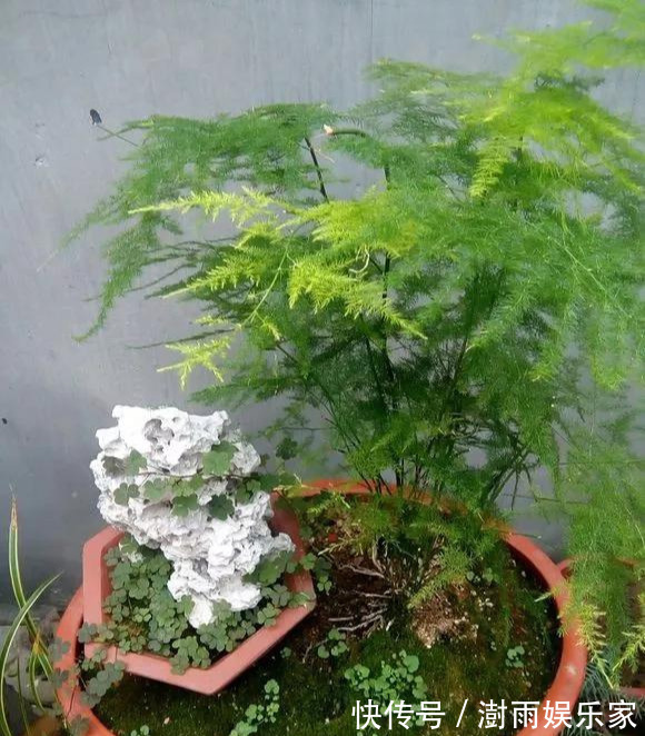 积水|为花友们介绍5种既养人又镇宅的花,盆栽养一盆很值