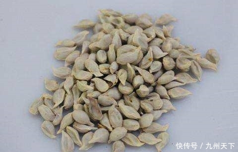 橘子|橘子籽可是个宝,别再丢掉了,有很多小用处,早知早受益!