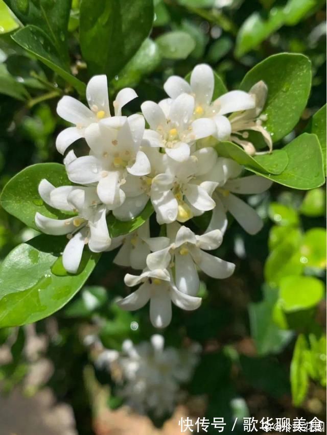 夏天养花,这个地方千万别摆,否则3天死翘翘