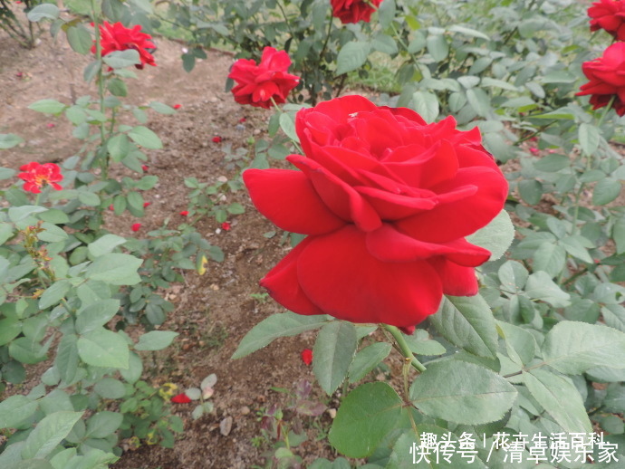 花花|喜欢菊花,不如养盆“精品玫瑰”梅朗口红,似烈焰红唇,红的纯正