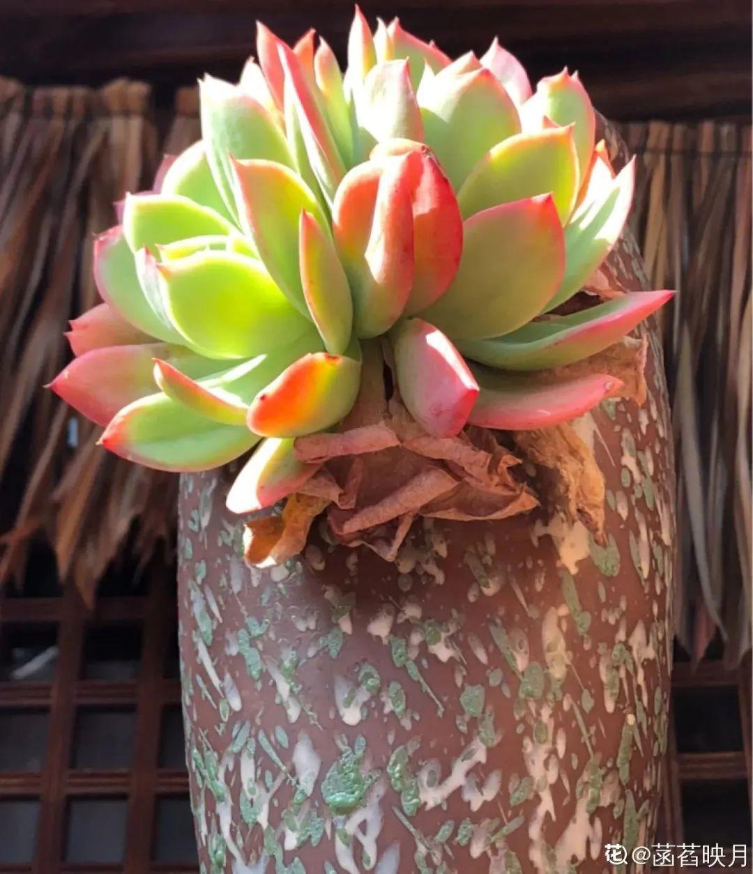 虐着养的花，剪成秃子，半月不浇水，呼呼开花