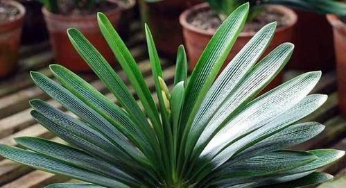 养花|最厉害的养花营养液给君子兰喝一勺,叶片油绿,秋凉早开花