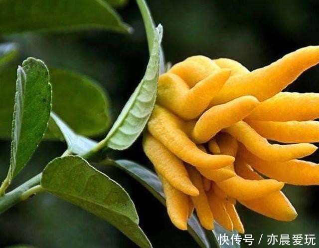 简单|适合卧室养的6种花,好看又实用,养起来也很简单