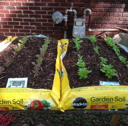 没用的麻袋别再随手丢了，拿它当盆养花，一下子收获3大优势