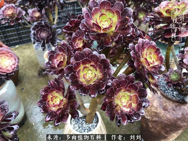 爱多肉，爱生活，我们是一群快乐的养肉人！