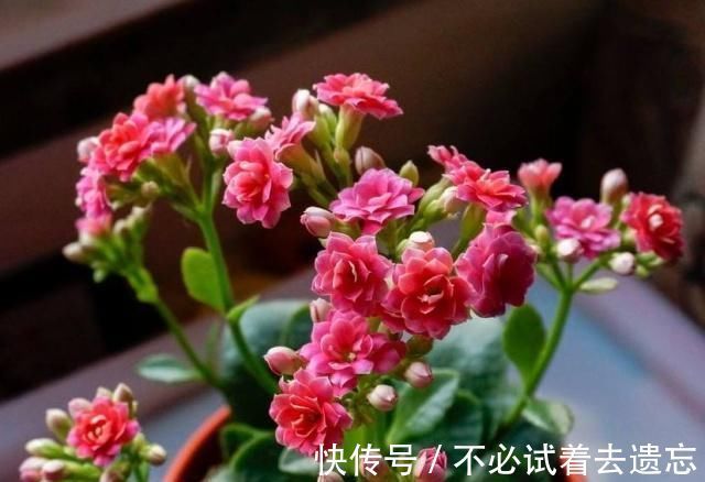 种花|7前，这3种花最适合扦插，“养不死”易爆盆，叶绿花还多