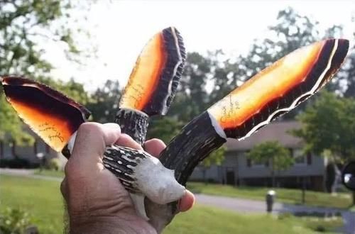 最奇特的石头匕首:第1是手术刀的鼻祖,一刀能取下野牛头部