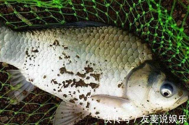 自制酒米做窝钓鲫鱼，钓获肥美高背鲫，估计是走了“狗屎运”