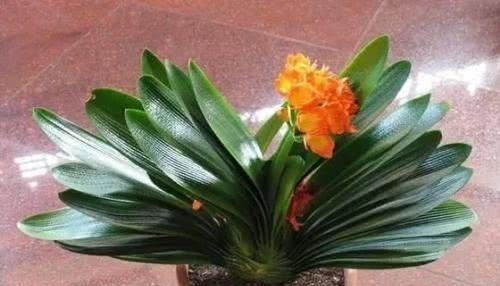 君子兰浇水10大注意事项,全做好了,你的君子兰想不开花都难