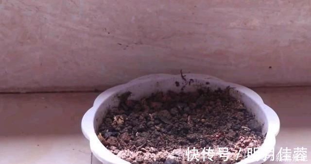 桃仁|烂桃子一个都不能扔,放在家里太值钱了,下次别再扔掉,学学