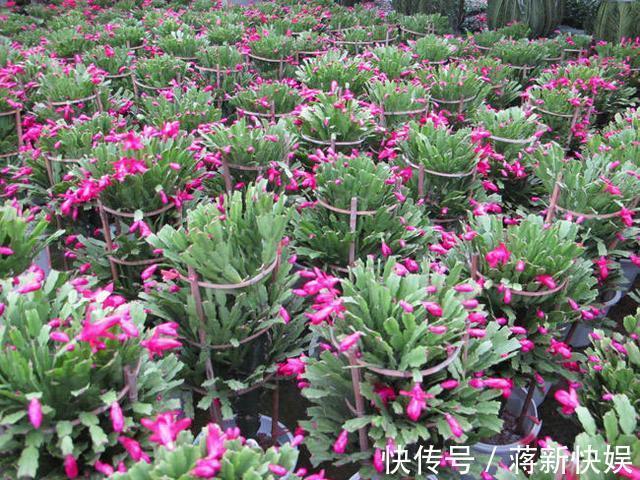 蟹爪兰开败了,“肥料”一定要给足,叶子厚实有力,下次开花变多