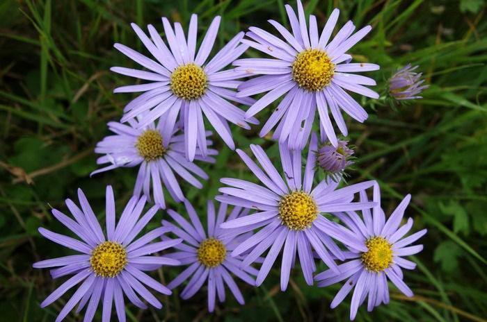 提个醒见到此野花,一定要拔回家,好处不请自来,作用非常大