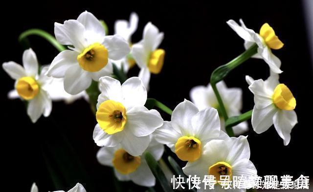 发黄|腊月不可错过的5种富贵花,随便养一盆,富贵上门来