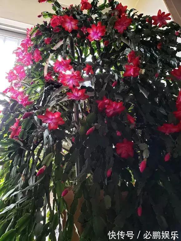 蟹爪兰嫁接1种枝条,花量暴增上百朵,开成大花树,还不烂根!