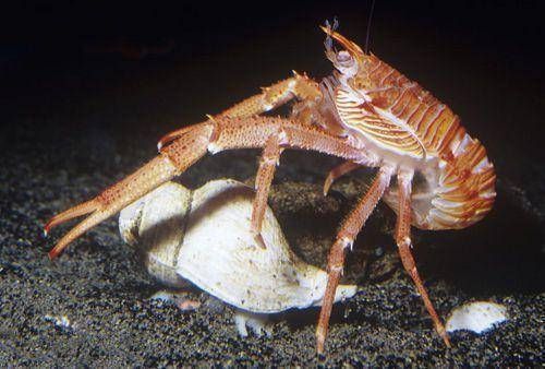 地球上10大最神奇的深海动物 有一种长相酷似外星人 你害怕吗 快资讯