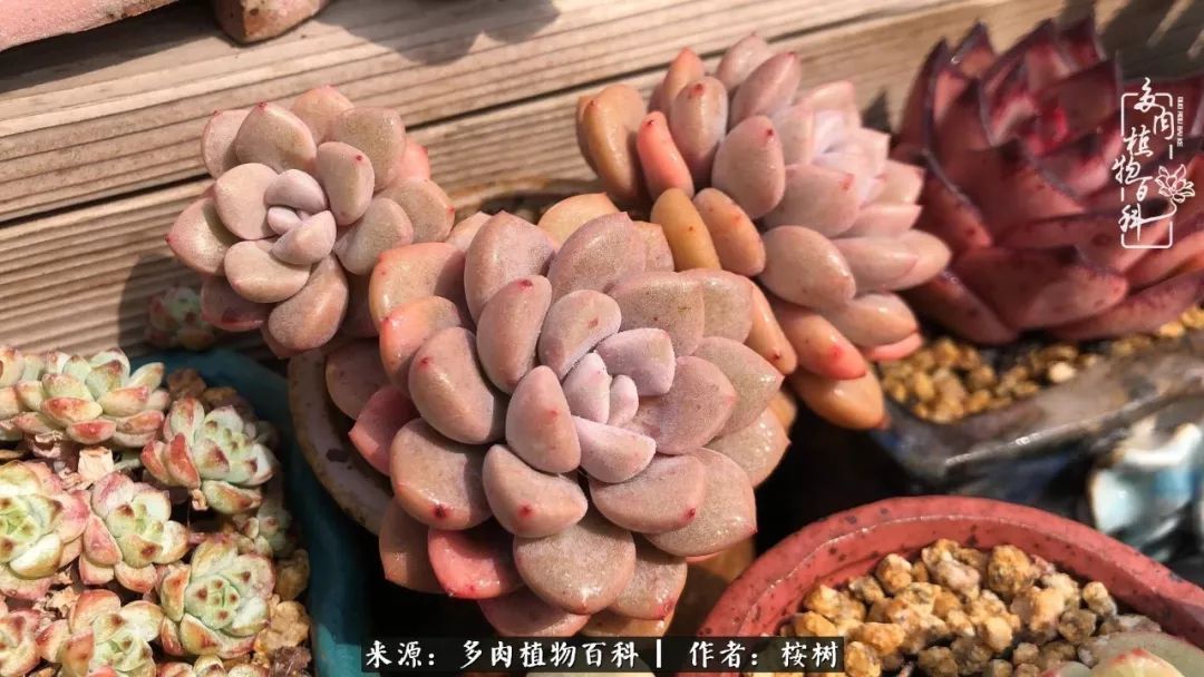 多肉度夏经验谈四季皆露养,兢兢业业养肉三年半!